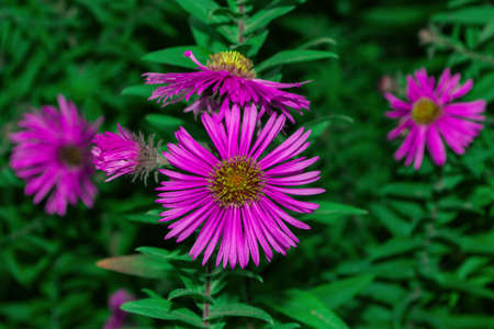 Floral garden. Lilac flowers New York aster or Aster novi-belgii (Latin: Symphyotrichum novi-belgii) close up. Selective focus, soft blurry background.の写真素材
