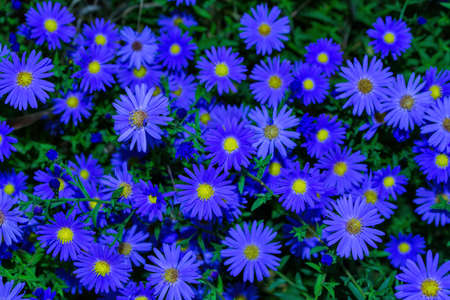 Floral garden. Dark cyan flowers New York aster or Aster novi-belgii (Latin: Symphyotrichum novi-belgii) close up. Selective soft focus.の写真素材