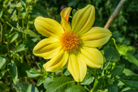 Floral garden. Yellow Dahlia "Jolly Fellows" closeup. Selective focus.の写真素材