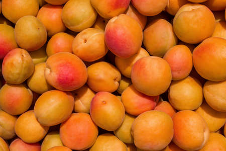 An orchard. Ripe apricots (Latin: Prunus armeniaca). Background / texture of juicy, fresh apricots.の写真素材