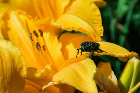Golden chafer (Latin: Cetonia aurata) sitting on yellow Daylily (Latin: Hemerocallis). Insect pest on a daylily petal. Insect closeup.の写真素材