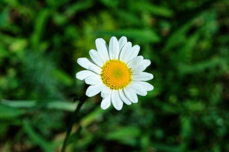 Garden chamomile or Nivyanik or Ox-eye Daisy (Latin: Leucanthemum) on a dark background of green leaves. Soft focus.の写真素材