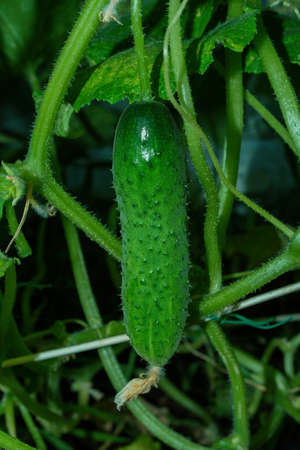 Cucumber (Latin: Cucumis sativus) in vegetable garden in the greenhouse close up. Soft selective focus. Vertical photo.の写真素材