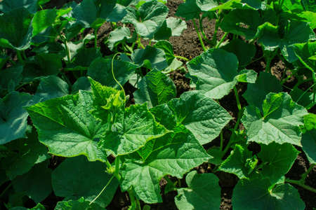 Leaves cucumber (Latin: Cucumis sativus) in vegetable garden, close up. Soft focus.の写真素材