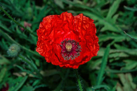 Blooming field. The flower of red poppy (Latin: Papaver) closeup on blurred green leaves background.の写真素材