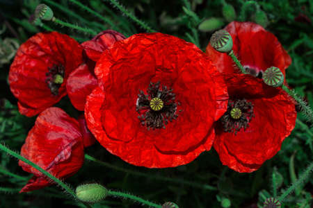 Blooming field. The flowers of red poppy (Latin: Papaver) close up. Soft selective focus.の写真素材