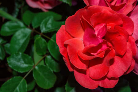 Floral garden. Scarlet Rose on green leaves background, close up. Free space. Selective focus, soft blurry background.の写真素材