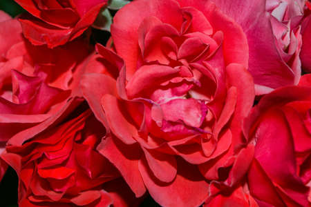 Summer blooming garden. Background of scarlet rose petals close-up. Scarlet roses close-up. Soft selective focus.の写真素材
