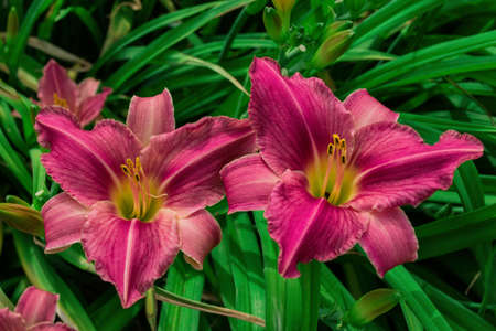 Flower beds with flowers in summer garden. Pink daylilies flowers (Latin: Hemerocallis) on green leaves background. Closeup. Soft selective focus.の写真素材