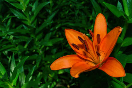 Floral summer garden. Orange flower Lily (Latin: Lilium) on the background of green leaves in the garden, closeup. Precise selective focus. Free space.の写真素材
