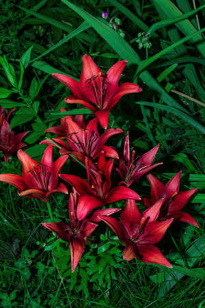 Floral alley. Beautiful dark cherry Lilies (Latin: Lilium) in garden on green leaves background. Flowers closeup. Soft selective focus.の写真素材