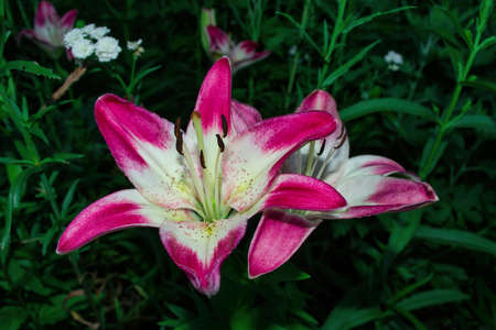 Beautiful pink-white Lilies (Latin: Lilium) in garden on green leaves background. Flowers closeup. Precise selective focus.の写真素材