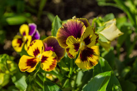 Yellow garden flowers Violets (Latin: Viola tricolor) or horned violet also have the name Pansies. Flowers close up. Precise selective focus.の写真素材