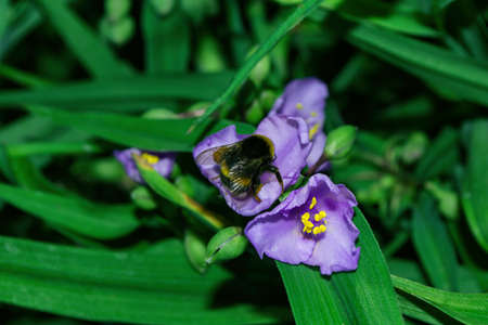 Pollination of flowers by insects. Bumblebee (Latin: Bombus) on purple flowers Tradescantia (Latin: Tradescantia occidentalis). A blooming summer garden. Selective focus. Soft blurry background.の写真素材