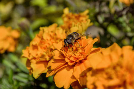 Hoverfly or Dronefly subfamilies Eristalinae (Latin: Eristalis tenax) on orange flower Marigold (Latin: Tagetes), close up. Soft selective focus.の写真素材