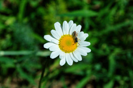 Wasp (Latin: Vespula vulgaris) on garden chamomile or Nivyanik or Ox-eye Daisy (Latin: Leucanthemum) on a dark background of green leaves. Soft focus.の写真素材