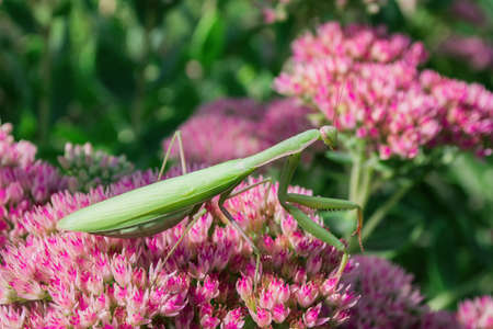 Green Praying Mantis (Latin: Mantis religiosa) on decorative garden plant Sedum spectabile or Stonecrop flowers (Latin: Hylotelephium spectabile), close up. Soft selective focus.の写真素材