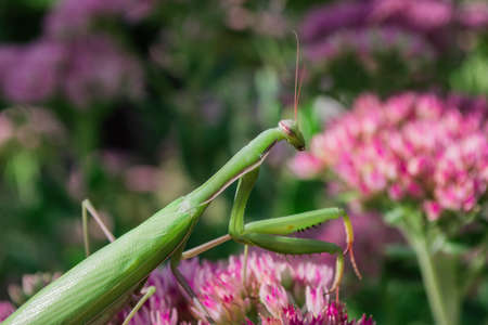 Green Praying Mantis (Latin: Mantis religiosa) on plant Sedum spectabile or Stonecrop flowers...