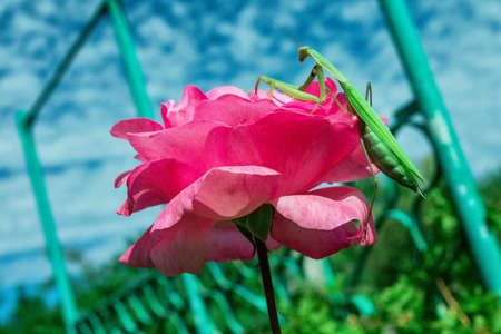 Praying Mantis (Latin: Mantis religiosa) on pink flower Rosa on blue sky background, close up. Selective focus. Soft blurry background.の写真素材