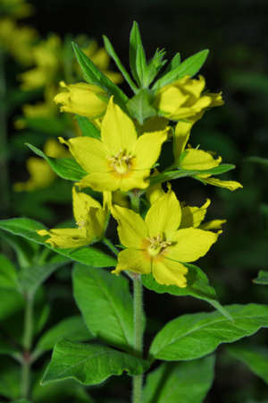 Perennial wildflowers flowers the Dotted Loosestrife or Large Loosestrife or Circle flower (Latin: Lysimachia punctata) is a flowering plant species in the family Primulaceae. Yellow flowers close up. Vertical photo.の写真素材