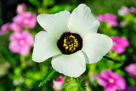 Annual wildflower Venice mallow or Hibiscus Triple or Hibiscis North (Latin: Hibiscus trionum) on...