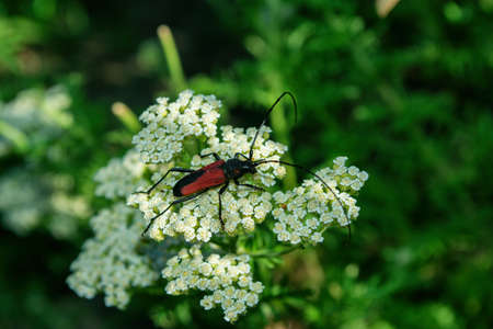 Red-black longhorn beetle (Latin: Purpuricenus budensis) on white flower on green leaves background, close up.の写真素材