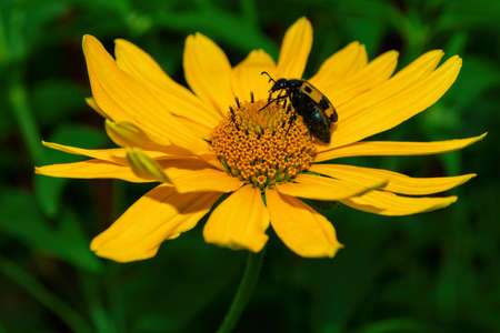 Beetles Meloidae. Beetle (Latin: Mylabris variabilis) sits on a yellow flower Sunflower plant (Latin: Heliopsis). Beetle closeup. Precise selective focus.の写真素材