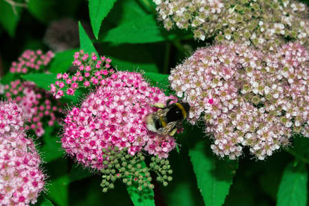 Pollination of flowers by insects. Bumblebee (Latin: Bombus) on pink flowers Spirea Japanese (Latin:...