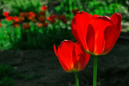 Blooming garden. Red tulips (Latin: Tulipa) close up. Soft blurry background.の写真素材