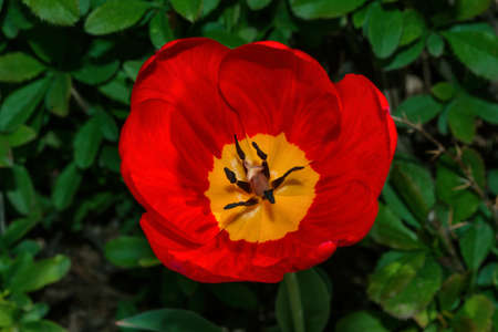 Blooming garden. Red tulip (Latin: Tulipa) close up on the background of green leaves. Selective focus.の写真素材
