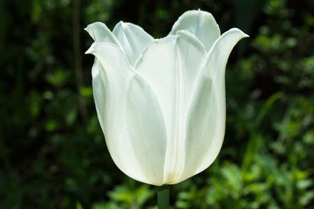 Blooming garden. White tulip (Latin: Tulipa) close up on the background of green leaves.の写真素材