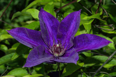 Dark purple Clematis Arabella blooming in summer garden, close up. Clematis flower on green leaves background.の写真素材