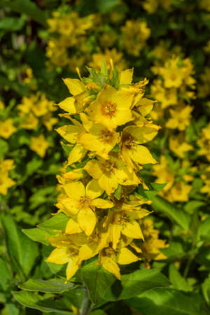 Perennial wildflowers the Dotted Loosestrife or Large Loosestrife or Circle flower (Latin:...