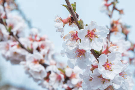 A blooming spring garden. Blooming cherry (Latin: Prunus tomentosa) close up. Soft selective focus.の写真素材
