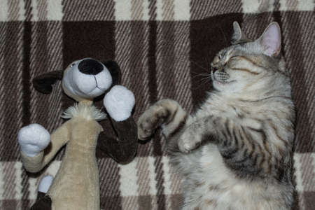 A beautiful little gray cat with sleeps on a plaid with his favorite toy dog. Kitty closeup.の写真素材