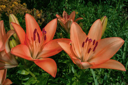 Coral Lilies (Latin: Lilium) in garden, closeup. Precise selective focus. Soft blurry background.の写真素材