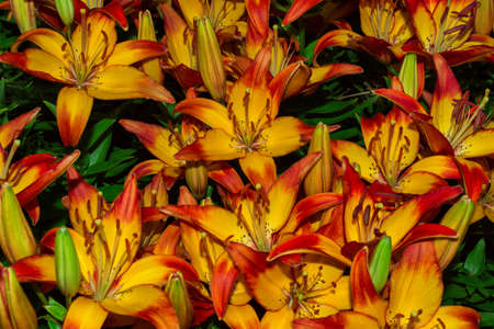 Orange-red Lilies (Latin: Lilium). Blossoming Lilies in the garden. Lily flowers closeup.の写真素材