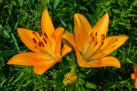 Floral garden. Orange Lily (Latin: Lilium) closeup. Selective focus.の写真素材