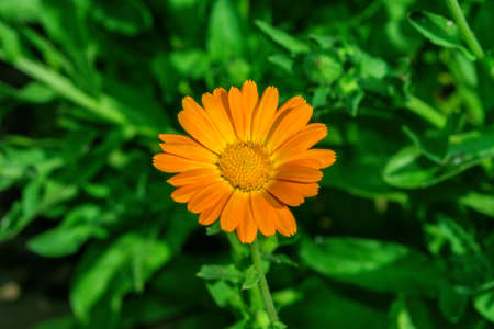 Beautiful flower Marigold or pot marigold or Ruddles (Latin: Calendula officinalis), close up. Flower on a background of green leaves. Soft selective focus.の写真素材