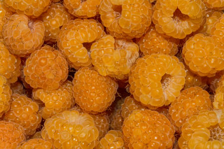 Raspberry (Latin: Rubus idaeus) closeup. Yellow berry background-texture.の写真素材