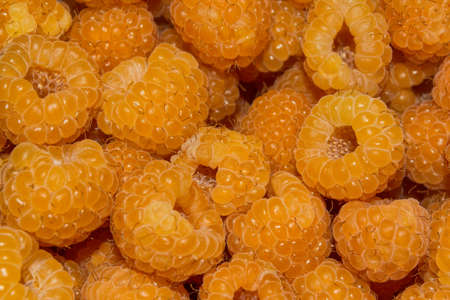 Ripe yellow raspberry (Latin: Rubus idaeus) closeup. Berry background-texture.の写真素材