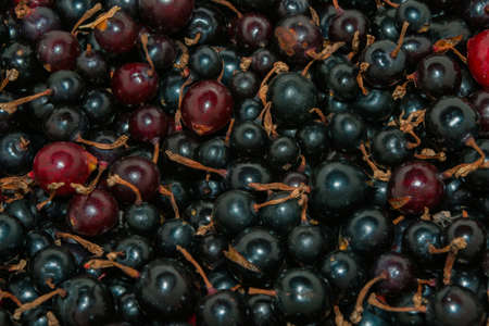 Berry background-texture. Wild currant berries (Latin: Ribes dikuscha), close up. ECO products.の写真素材