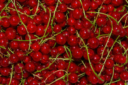 Berry background-texture. Red currant berries (Latin: Ribes rubrum), close up. ECO products.の写真素材
