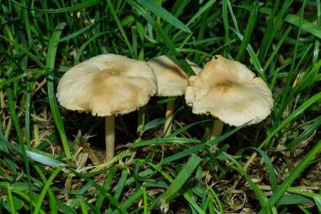 Edible Fairy Ring mushrooms (Latin: Marasmius oreades) in grass, closeup. Soft selective focus.の写真素材