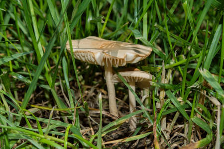 Young edible Clove mushrooms or Fairy Ring mushrooms (Latin: Marasmius oreades) in grass, closeup. Soft focus.の写真素材