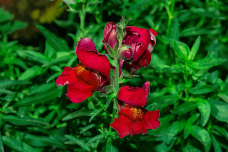 Snapdragon flower (Latin: Antirrhinum) dwarf, close-up. Bright red flowers on a background of green leaves.の写真素材