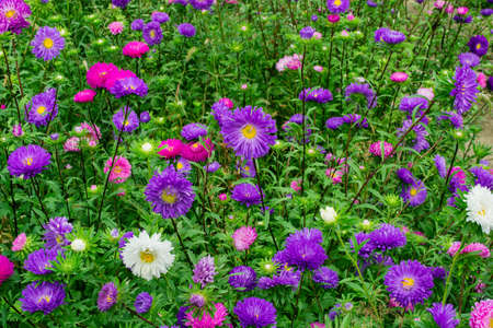 A large flower bed. Beautiful multi colored asters. Background of flowers. Soft focus.の写真素材