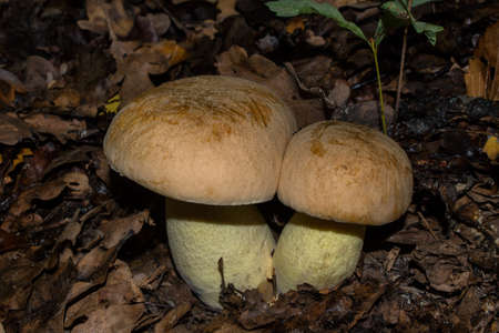 Eatable mushrooms in a oak forest. Iodine bolete or Boletus impolitus (Latin: Hemileccinum impolitum), closeup.の写真素材