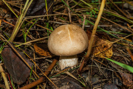 Edible beautiful, light, young mushroom Leccinum aurantiacum in an aspen forest, close-up.の写真素材