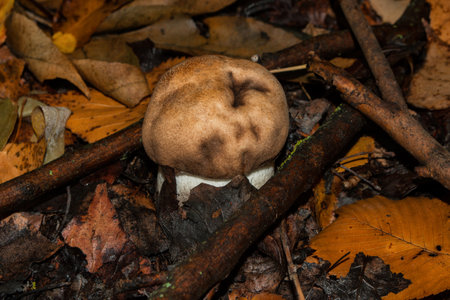 The young mushroom Leccinum aurantiacum appeared from under a thick layer of fallen aspen leaves and branches.の写真素材